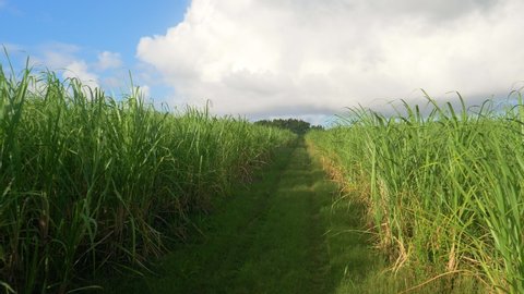 SLOW MOTION: Gentle summer breeze blows across a large sugarcane plantation in picturesque Barbados. Empty straight country trail runs across a flourishing sugarcane farm in the sunlit Caribbean.
