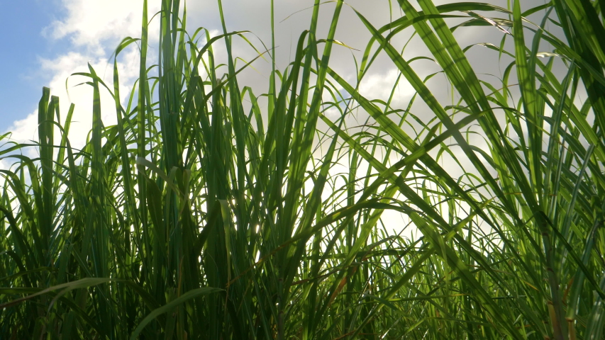 CLOSE UP, LENS FLARE: Golden summer sunbeams shine on a flourishing sugarcane plantation in the idyllic Caribbean. Sun rays peer through the grass flourishing in the tropical climate in Barbados. Royalty-Free Stock Footage #1054389458
