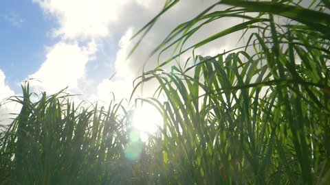 CLOSE UP, LENS FLARE: Golden summer sunbeams shine on a flourishing sugarcane plantation in the idyllic Caribbean. Sun rays peer through the grass flourishing in the tropical climate in Barbados.