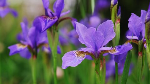 Beautiful colorful iris flowers sway in the wind close-up. Violet flowers in the summer.