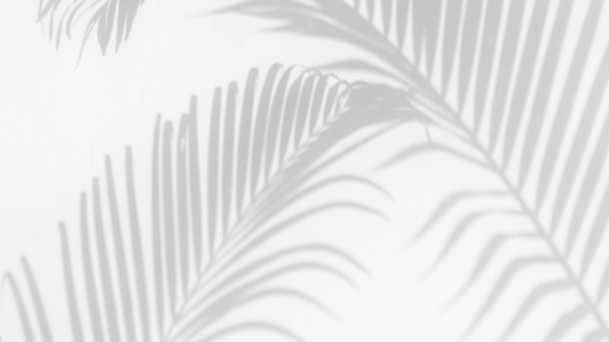 closeup the motion of shadow palm leaves on a white wall background Royalty-Free Stock Footage #1054393703