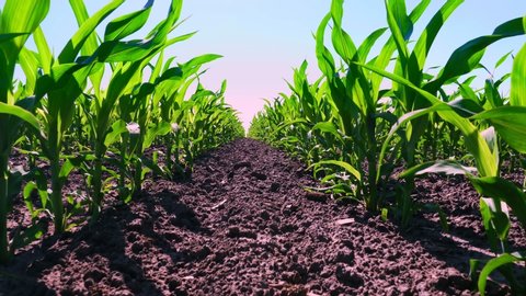 close-up, young green corn, maize sprouts, shoots, planted in rows in field on background of soil, ground and blue sky. Corn growing. Agriculture. eco farm, agricultural enterprise.