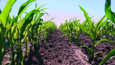 close-up, young green corn, maize sprouts, shoots, planted in rows in field on background of soil, ground and blue sky. Corn growing. Agriculture. eco farm, agricultural enterprise.