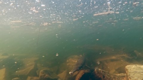 Longnose Gar fish breeding near a rocky shoreline in spring