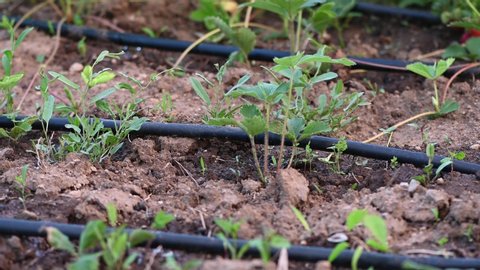 Drip irrigation system at strawberry field