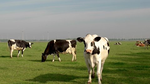Dutch group of cows outside during sunny Spring weather in the Netherlands Noordoostpolder Flevoland Europe