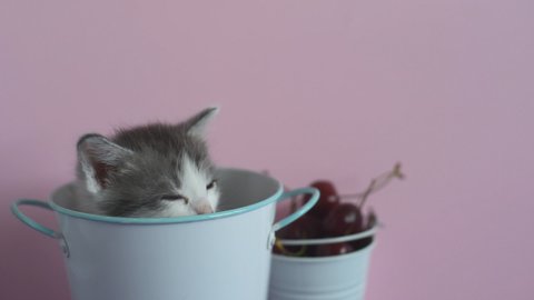Portrait of one cute, funny little kitten sits in a basket, bucket and looks around. Pink background, copy 
space, studio video. Footage, fluffy home pet.Amusing domestic cats