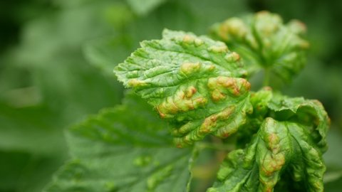 Currant aphid leaf Cryptomyzus ribis pest parasitic insect causes loss of crop small shrub bush cultivated plant wood grown orchards garden. Harm in agriculture farms farming leaves colonies damage