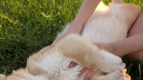 Teenage girl plays with a small puppy welsh corgi pembroke. Children's hands caress a cute fluffy puppy. Close up. Concept: childhood, joy.