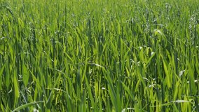 Young plants of oat in the field 4K video
