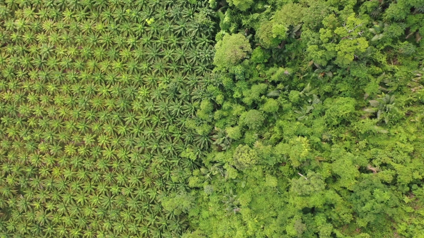 Aerial drone video of palm oil plantation and tropical rainforest. Forest has been cut down and replaced with oil palms. Deforestation for agriculture environmental problem. Royalty-Free Stock Footage #1054402685