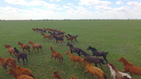 A large herd of horses gallops over the endless green steppe. Aerial view of a flight close to the horses.