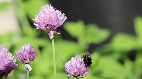 Slow Motion Bumblebee Flying from one Purple Chive to Another and Pollinates them. Slow Motion Bumble Bee Enjoying Chives.