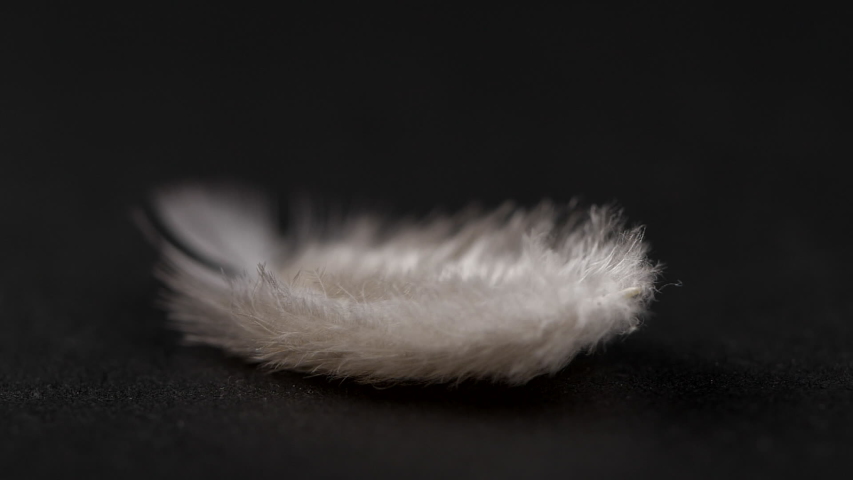 Soft feather. Soft feather