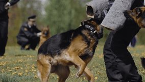 Two cynologist Shepherd dogs bite and cling to the criminal's hand during training show. Police performance outdoor. Military dog follow army officer's commands. Special forces demonstration. - Powered by Shutterstock - Get 15% off with code: PIKWIZARD15