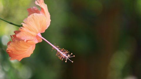 Pale orange hibiscus flower bloom on blurred background Stock Video