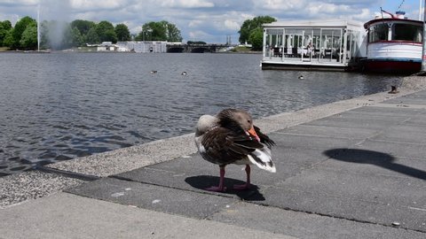 Hamburg Germany, Inner Alster: Duck prowls the plumage