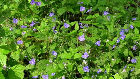 Blue flowers of woodland speedwell (Veronica).