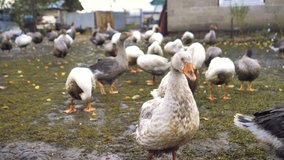 Slow motion video of geese that are free to walk around the yard