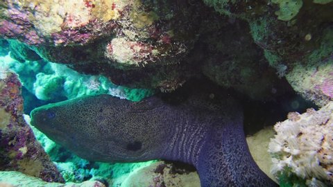 Murena on Coral Reef, Red sea 4K