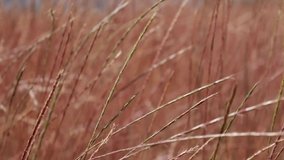 Spikelets of grass sway in the wind. Delicate pink background. Close-up.
Conceptual video for the design of various videos.