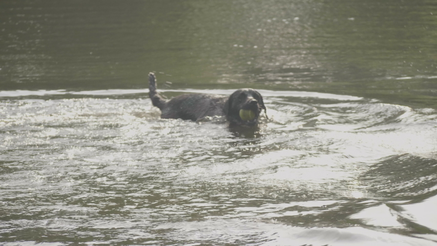 Dog swimming in pond with ball in his mouth. Royalty-Free Stock Footage #1054413752