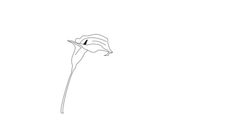 Self drawing animation of calla lily flower. Line art. White background. Copy space.