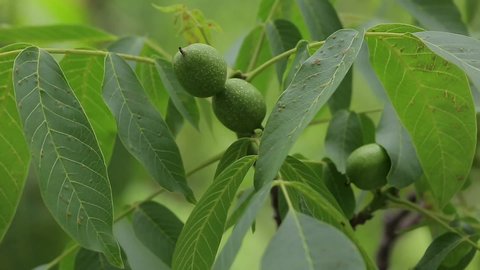 Walnuts ripen, on branch of tree with green leaves close-up. Concept of growing.