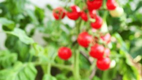 Ripe tomato plant growing in homemade greenhouse in 4K VIDEO. Fresh bunch of red natural tomatoes on branch in organic vegetable garden. Illuminated by daylight. Low depth of field, blurred background