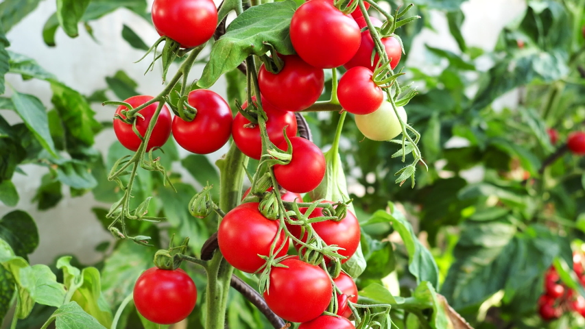 Ripe tomato plant growing in homemade greenhouse in 4K VIDEO. Fresh bunch of red natural tomatoes on branch in organic vegetable garden. Illuminated by daylight. Low depth of field, blurred background Royalty-Free Stock Footage #1054414442