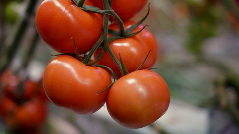 A bunch of tomatoes. Tomato Harvest. 
Grew up in a greenhouse. Fresh tomatoes, ready to pick. Close-up. 4K footage.