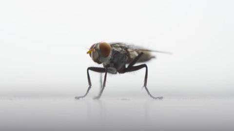 Close up of a fly with wings and legs isolated on white background. A black insect, Animal.