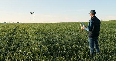 Rear of Caucasian man farmer in hat standing in green wheat field and controlling of drone which flying above margin. Back view on male using tablet device as controller. Technologies in agriculture.