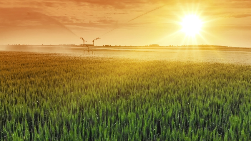 Aerial view drone shot of irrigation system rain guns sprinkler on agricultural wheat field at sunset, helps to grow plants in the dry season, increases crop yields