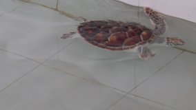 Video or clip of Sea Turtle baby in nursery pond before being released into the ocean. Concept for preserving rare animals from extinction. 
Small Green Sea Turtle swimming in the nursery pond.