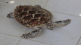 Video or clip of Sea Turtle baby in a nursery pond before being released into the ocean. Concept for preserving rare animals from extinction. 
Small Hawksbill Sea Turtle swimming in the nursery pond.