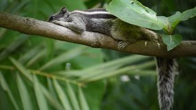 Habit's of indian palm squirrel, resting on tree branch, Palm squirrel wildlife video