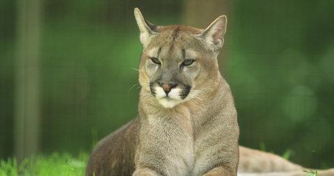 Cougar sitting in the forest
