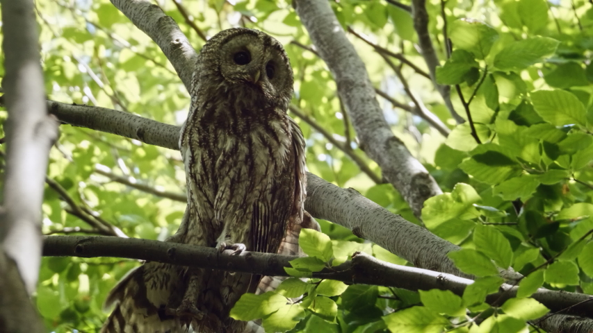 Bird of prey species - Tawny Owl (Strix aluco). An adult bird hidden into the beech forest foliage. Royalty-Free Stock Footage #1054425608