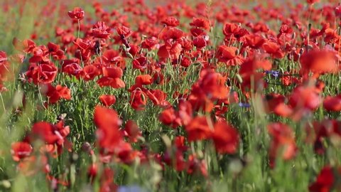 Huge field of blossoming poppies. Poppy field.Field of blossoming poppies. Blossoming poppies.close up of moving poppies. 4K
