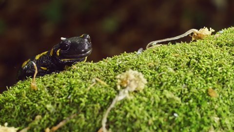 Macro footage. Closeup of Fire Salamander (Salamandra salamandra) sitting on the forest moss.