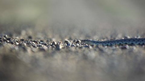 Low angle snake crawling across gravel in afternoon light