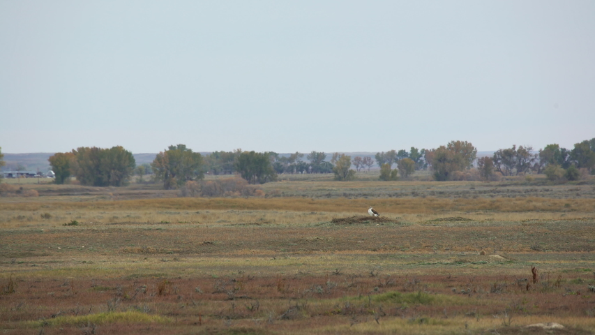 Rough legged hawk on dirt mound in Montana prairie