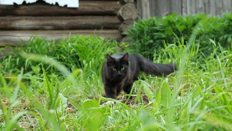 Beautiful black cat in the grass on a background of a wooden house.