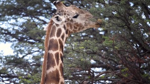 A giraffe eating from a tree up high