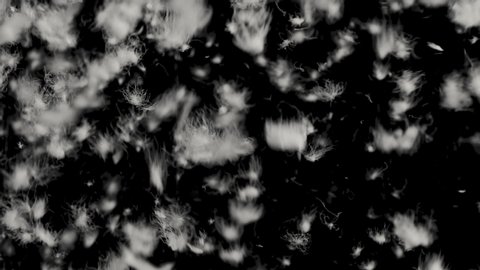 A View of white fluff flying through the air. Many small fluff particles. HD footage.