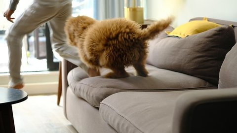 During quarantine a small kid is playing with a dog jumping on the sofa