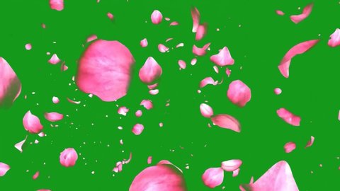 Blowing rose petals green screen motion graphics