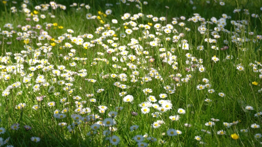 white daisy field daisies wind swaying Stock Footage Video (100% ...