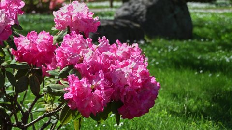 Flowering pink rhododendron in sunny day. pink rhododendrons swaying in the wind.